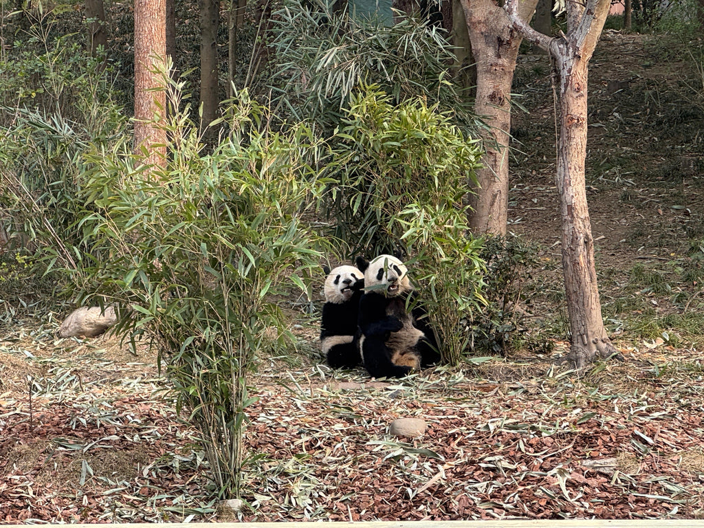 Chengdu Giant Panda Breeding Base pandas