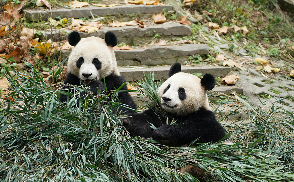 Chengdu 1-Day Tour: Giant Panda Base & Sanxingdui Museum