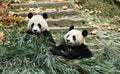 Chengdu 1-Day Tour: Giant Panda Base & Sanxingdui Museum