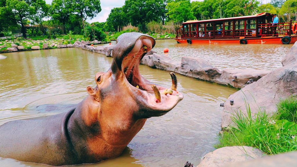 Shanghai Wild Animal Park Admission & Safari Ticket