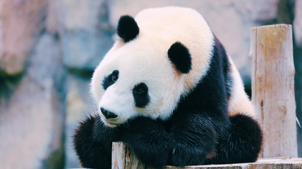 Shanghai Wild Animal Park Admission & Safari Ticket