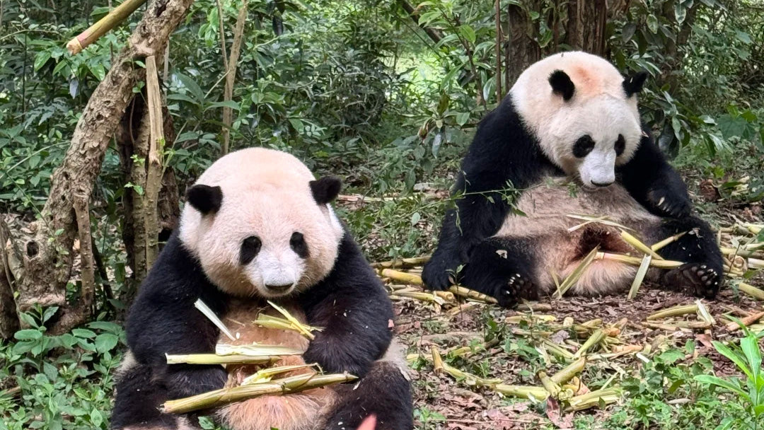 Chengdu 1-Day Tour: Giant Panda Base & Leshan Giant Buddha