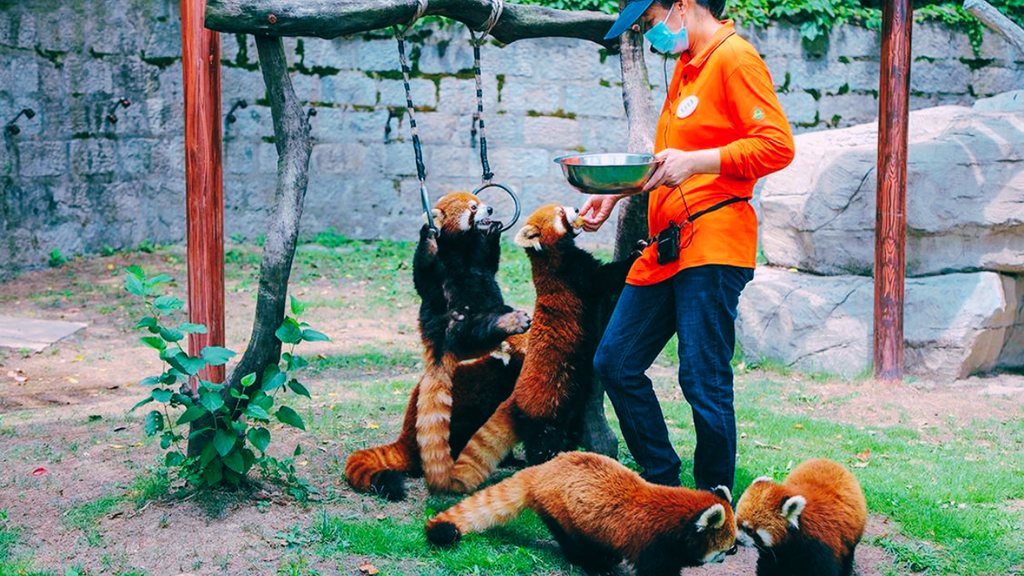 Shanghai Wild Animal Park Admission & Safari Ticket
