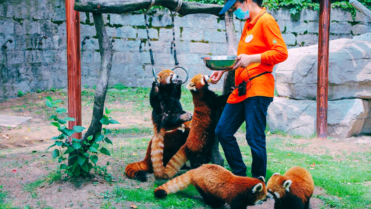 Shanghai Wild Animal Park Admission & Safari Ticket