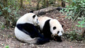 Chengdu 1-Day Tour: Giant Panda Base & Leshan Giant Buddha