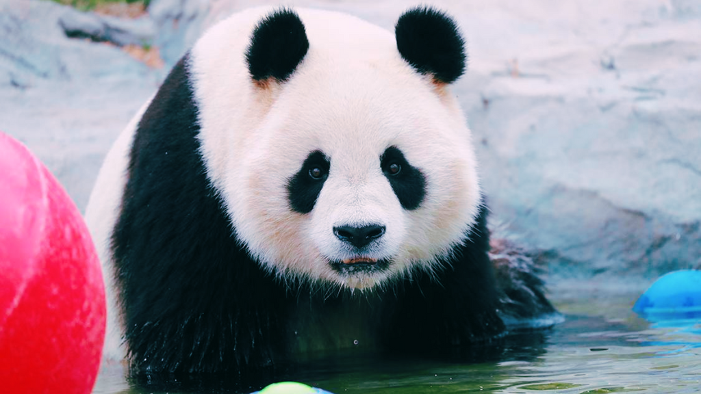Shanghai Wild Animal Park Admission & Safari Ticket