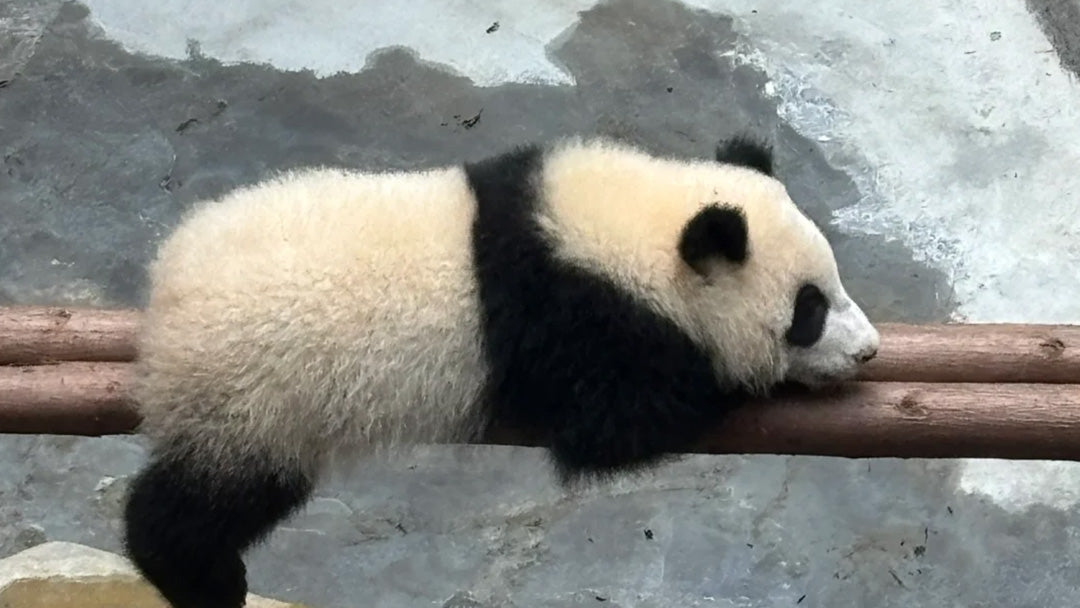 Chengdu 1-Day Tour: Giant Panda Base & Leshan Giant Buddha