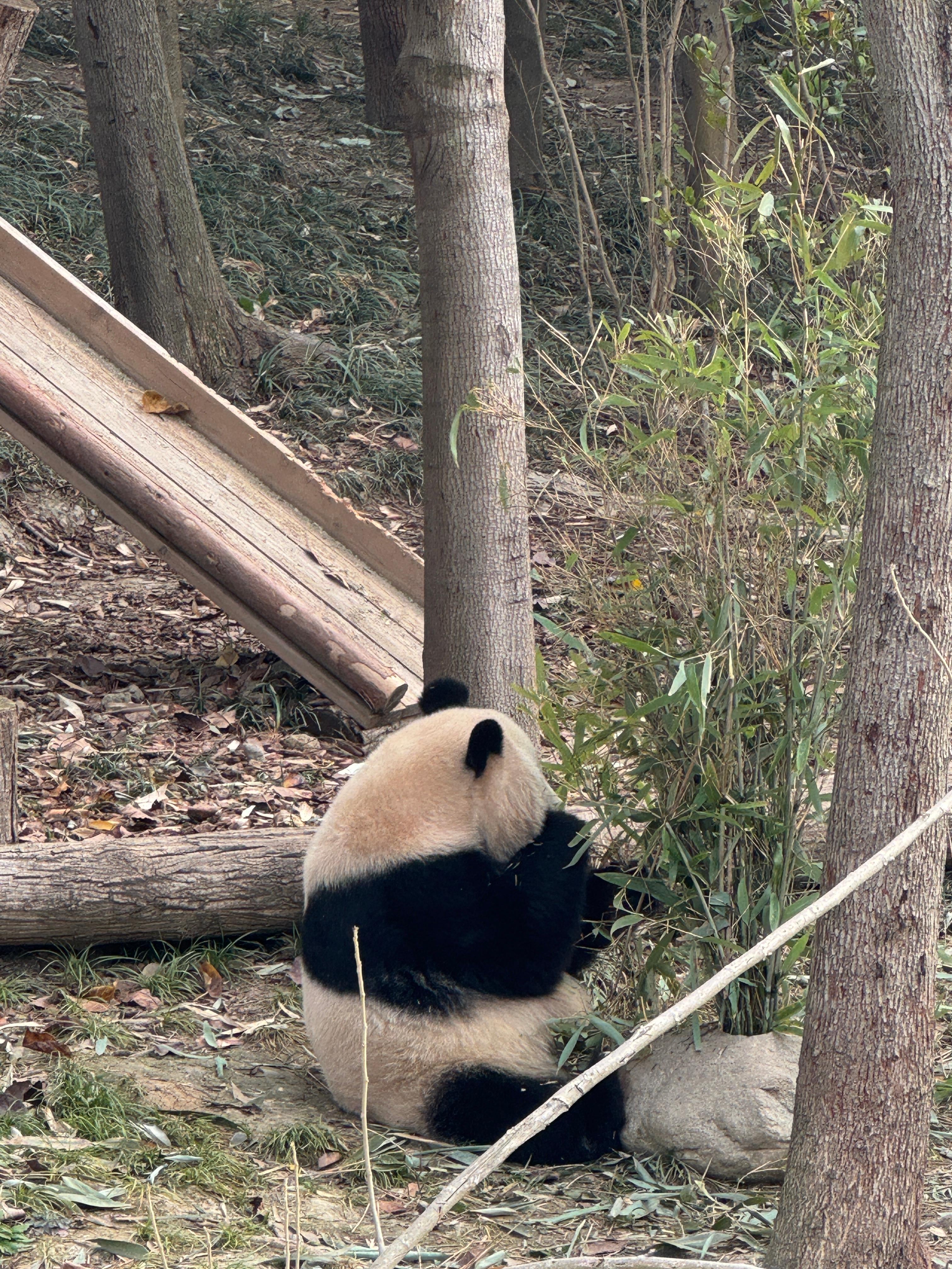 Chengdu Giant Panda Breeding Base Entry Ticket