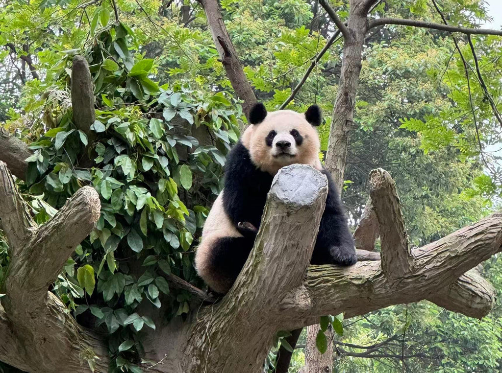 Chengdu Giant Panda Breeding Base Entry Ticket