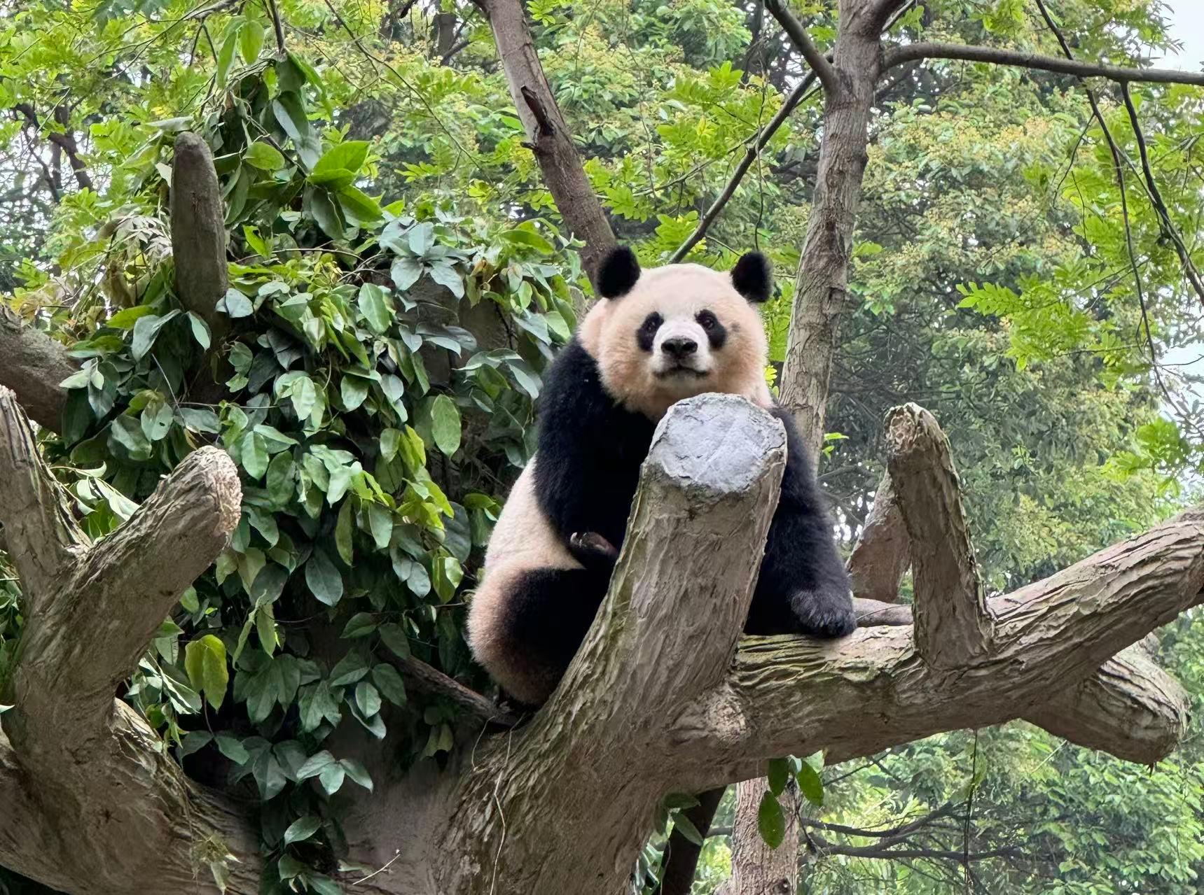 Chengdu Giant Panda Breeding Base Entry Ticket